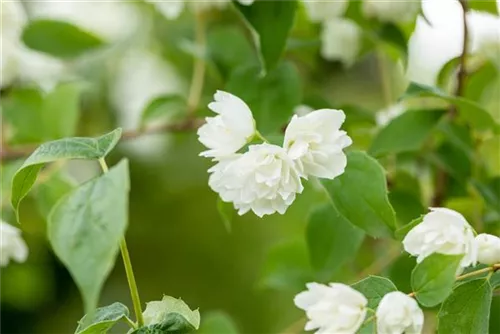 Gefüllter Gartenjasmin 'Schneesturm' - Philadelphus 'Schneesturm'