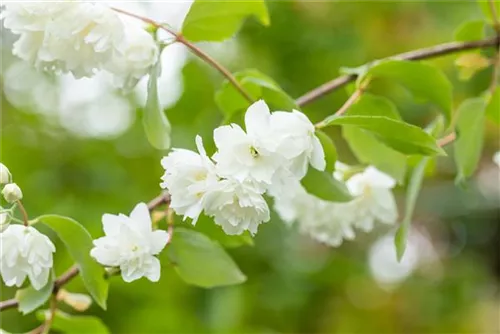 Gefüllter Gartenjasmin 'Schneesturm' - Philadelphus 'Schneesturm'