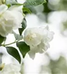 Gefüllter Gartenjasmin - Philadelphus 'Virginal' - Ziergehölze