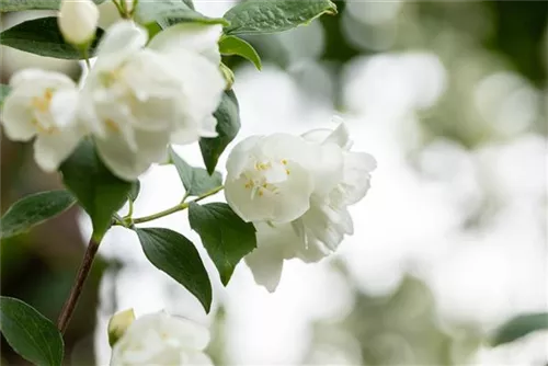 Gefüllter Gartenjasmin - Philadelphus 'Virginal' - Ziergehölze