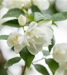 Gefüllter Gartenjasmin - Philadelphus 'Virginal' - Ziergehölze