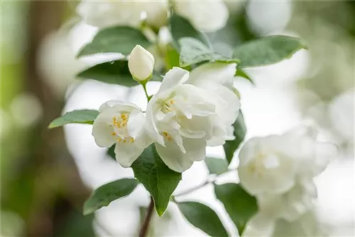 Gefüllter Gartenjasmin - Philadelphus 'Virginal' - Ziergehölze