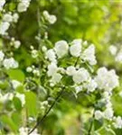 Gefüllter Gartenjasmin - Philadelphus 'Virginal' - Ziergehölze