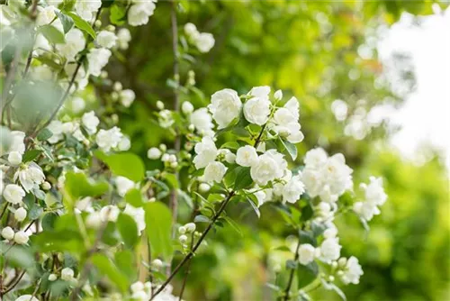 Gefüllter Gartenjasmin - Philadelphus 'Virginal' - Ziergehölze