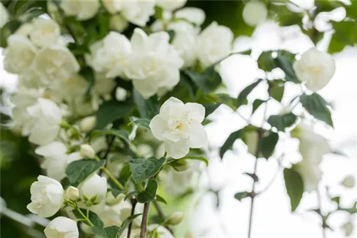 Gefüllter Gartenjasmin - Philadelphus 'Virginal' - Ziergehölze