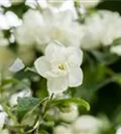 Gefüllter Gartenjasmin - Philadelphus 'Virginal' - Ziergehölze