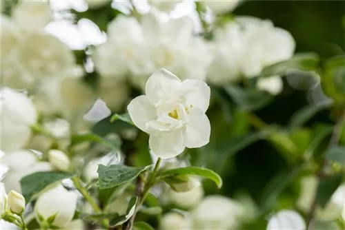 Gefüllter Gartenjasmin - Philadelphus 'Virginal' - Ziergehölze