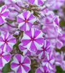 Garten-Flammenblume - Phlox maculata 'Natascha'