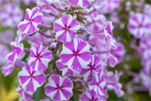 Garten-Flammenblume - Phlox maculata 'Natascha'