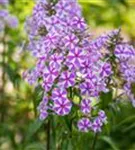 Garten-Flammenblume - Phlox maculata 'Natascha'