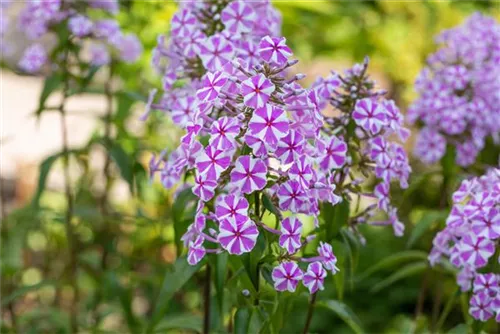 Garten-Flammenblume - Phlox maculata 'Natascha'