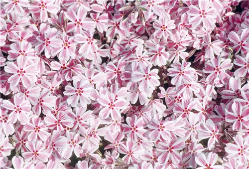 Garten-Teppich-Flammenblume - Phlox subulata 'Candy Stripes'