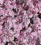 Garten-Teppich-Flammenblume - Phlox subulata 'Candy Stripes'