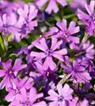 Garten-Teppich-Flammenblume - Phlox subulata 'Purple Beauty'