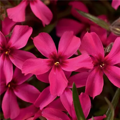 Garten-Teppich-Flammenblume - Phlox subulata 'Scarlet Flame'