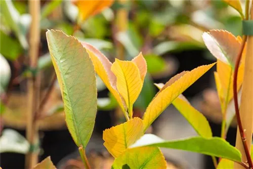 Glanzmispel 'Red Robin' - Photinia fraseri 'Red Robin' - Formgehölze