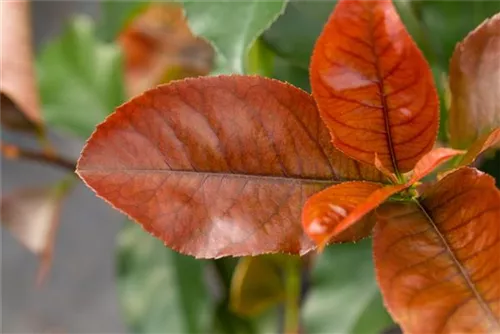 Glanzmispel 'Red Robin' - Photinia fraseri 'Red Robin' - Formgehölze