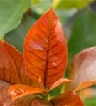 Glanzmispel 'Red Robin' - Photinia fraseri 'Red Robin' - Formgehölze