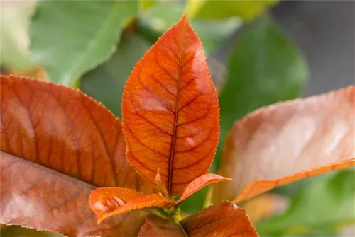 Glanzmispel 'Red Robin' - Photinia fraseri 'Red Robin' - Formgehölze