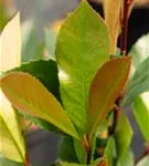 Glanzmispel 'Red Robin' - Photinia fraseri 'Red Robin' - Formgehölze