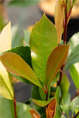 Glanzmispel 'Red Robin' - Photinia fraseri 'Red Robin' - Formgehölze