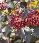 Fasanenspiere 'Red Baron' - Physocarpus opulifolius 'Red Baron'