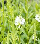 Garten-Gelenkblume - Physostegia virginiana 'Alba'