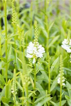 Garten-Gelenkblume - Physostegia virginiana 'Alba'