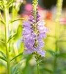 Garten-Gelenkblume - Physostegia virginiana 'Rosea'