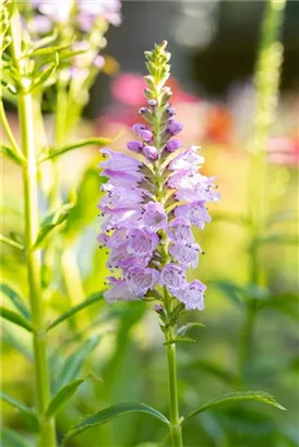 Garten-Gelenkblume - Physostegia virginiana 'Rosea'