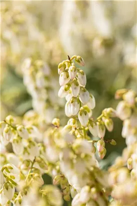 Schattenglöckchen 'Debutante' - Pieris japonica 'Debutante'