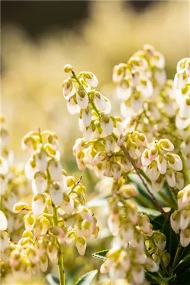 Schattenglöckchen 'Debutante' - Pieris japonica 'Debutante'