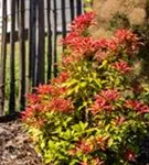 Schattenglöckchen 'Mountain Fire' - Pieris japonica 'Mountain Fire' - Moorbeet