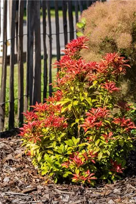 Schattenglöckchen 'Mountain Fire' - Pieris japonica 'Mountain Fire' - Moorbeet