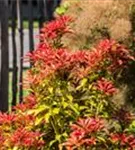 Schattenglöckchen 'Mountain Fire' - Pieris japonica 'Mountain Fire' - Moorbeet