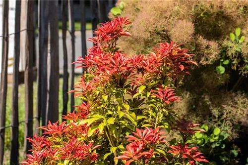 Schattenglöckchen 'Mountain Fire' - Pieris japonica 'Mountain Fire' - Moorbeet