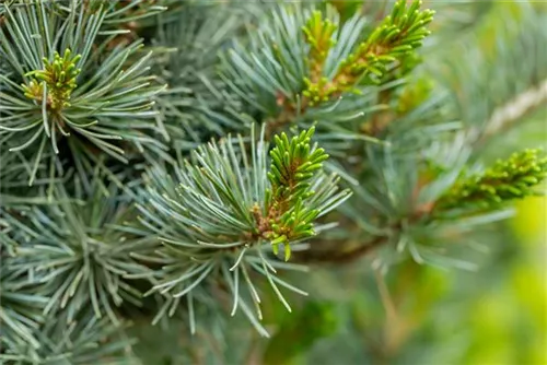 Blaue Mädchenkiefer 'Negishi' - Pinus parviflora 'Negishi' - Formgehölze