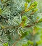 Blaue Mädchenkiefer 'Negishi' - Pinus parviflora 'Negishi' - Formgehölze