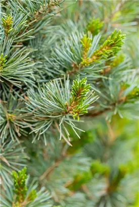 Blaue Mädchenkiefer 'Negishi' - Pinus parviflora 'Negishi' - Formgehölze