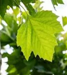 Platane 'Alphens Globe' - Platanus hispanica 'Alphens Globe' - Formgehölze