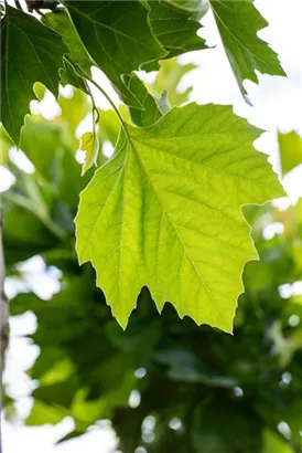 Platane 'Alphens Globe' - Platanus hispanica 'Alphens Globe' - Formgehölze