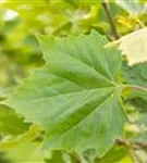 Platane 'Alphens Globe' - Platanus hispanica 'Alphens Globe' - Formgehölze