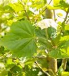 Platane 'Alphens Globe' - Platanus hispanica 'Alphens Globe' - Formgehölze