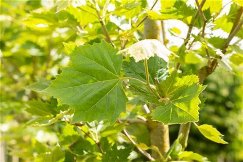 Platane 'Alphens Globe' - Platanus hispanica 'Alphens Globe' - Formgehölze