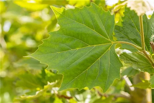 Platane 'Alphens Globe' - Platanus hispanica 'Alphens Globe' - Formgehölze