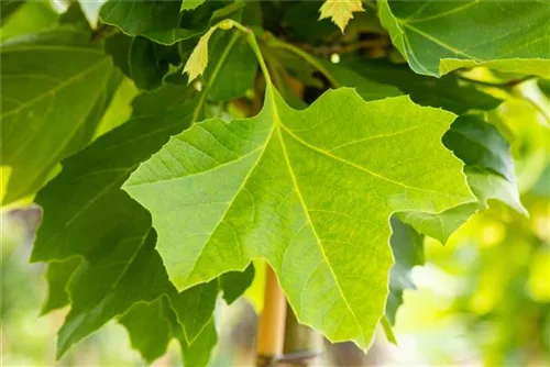 Platane 'Alphens Globe' - Platanus hispanica 'Alphens Globe' - Formgehölze