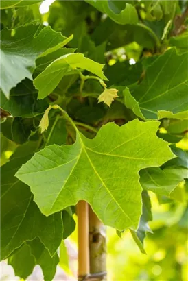 Platane 'Alphens Globe' - Platanus hispanica 'Alphens Globe' - Formgehölze