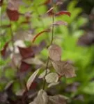 Blutpflaume - Prunus cerasifera 'Nigra' CAC - Formgehölze