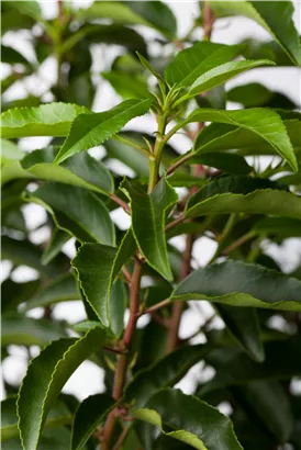 Portug.Lorbeerkirsche - Prunus lusitanica - Baum