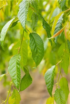 Häng.Nelkenkirsche 'Kiku-shidare-zakura' - Prunus serrulata 'Kiku-shidare-zakura' CAC